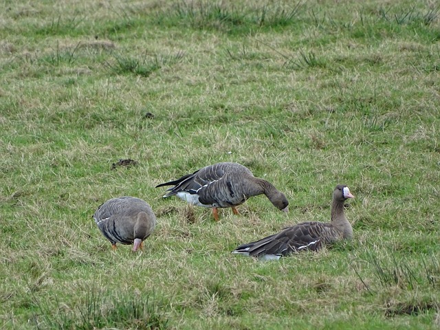 传达的重要 传达的重要